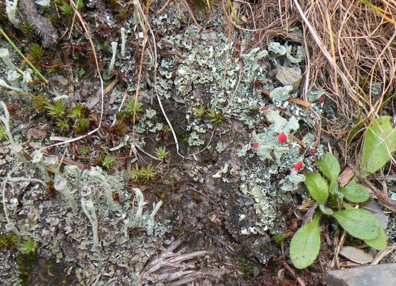 Cladonia (sect. cocciferae) da identificare