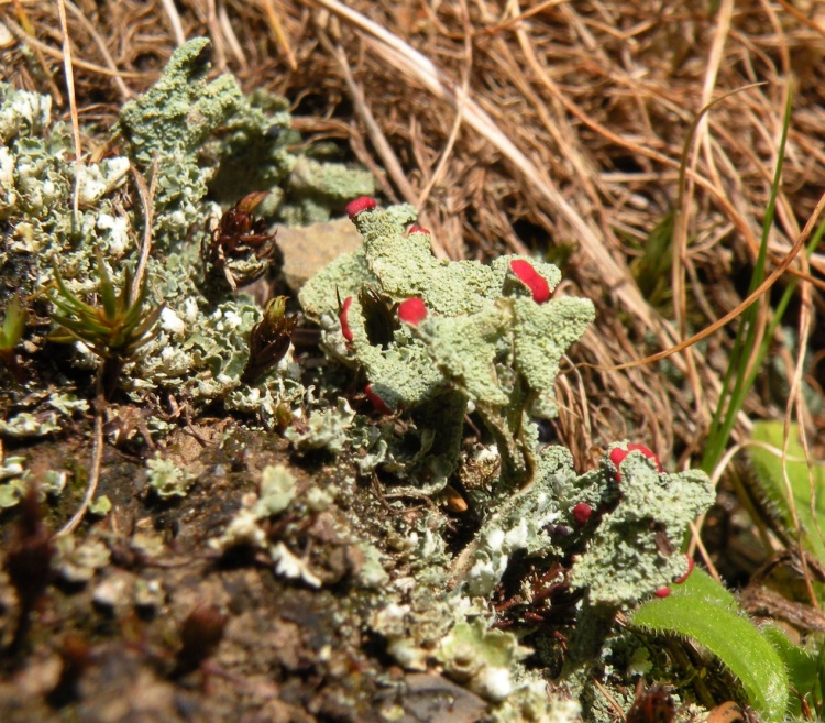 Cladonia (sect. cocciferae) da identificare