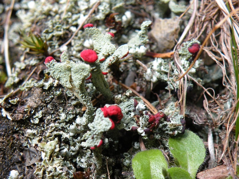 Cladonia (sect. cocciferae) da identificare