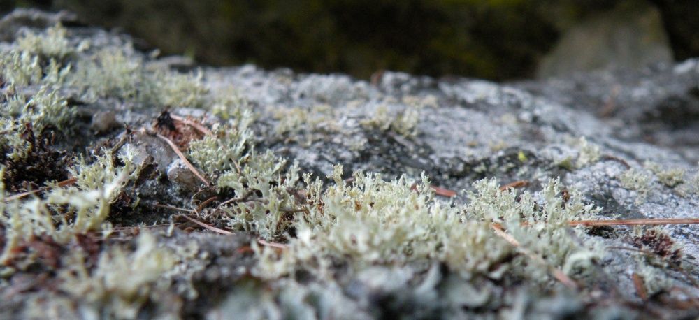 Ramalina da determinare