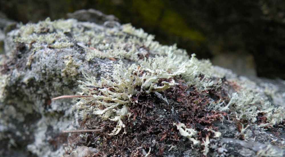 Ramalina da determinare