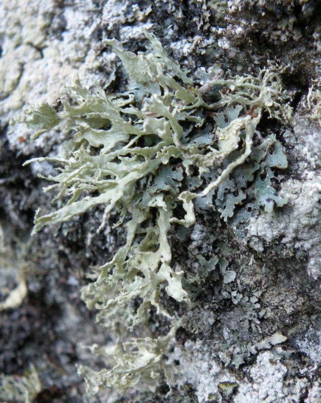 Ramalina da determinare