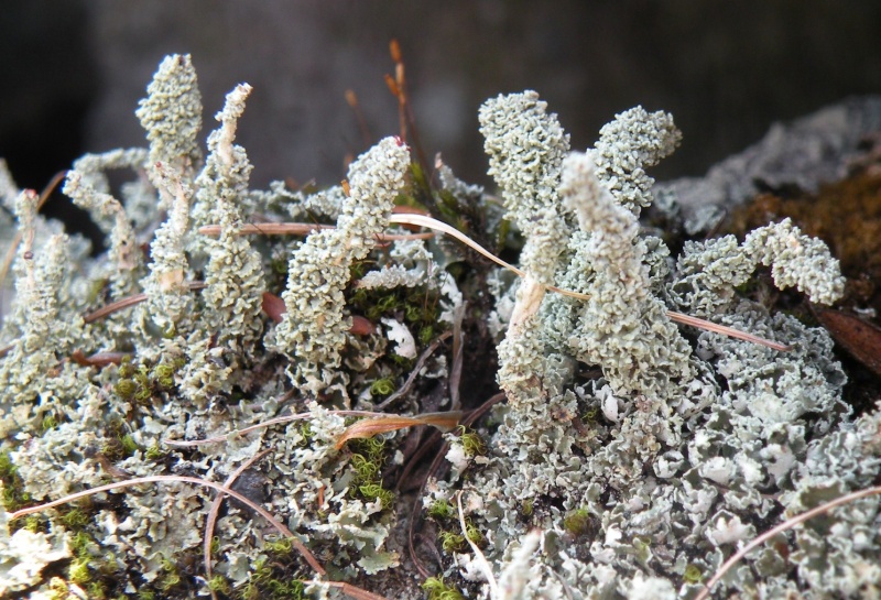 Cladonia bellidiflora (Ach.) Schaer.