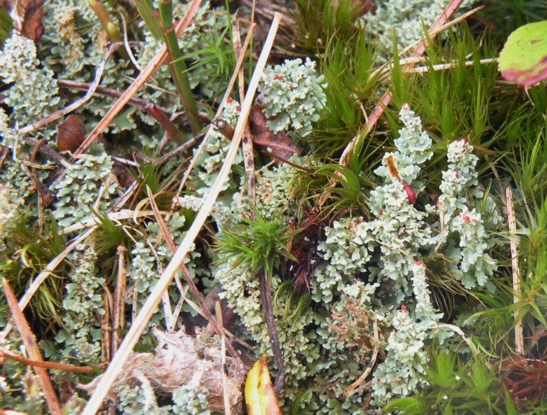 Cladonia bellidiflora (Ach.) Schaer.