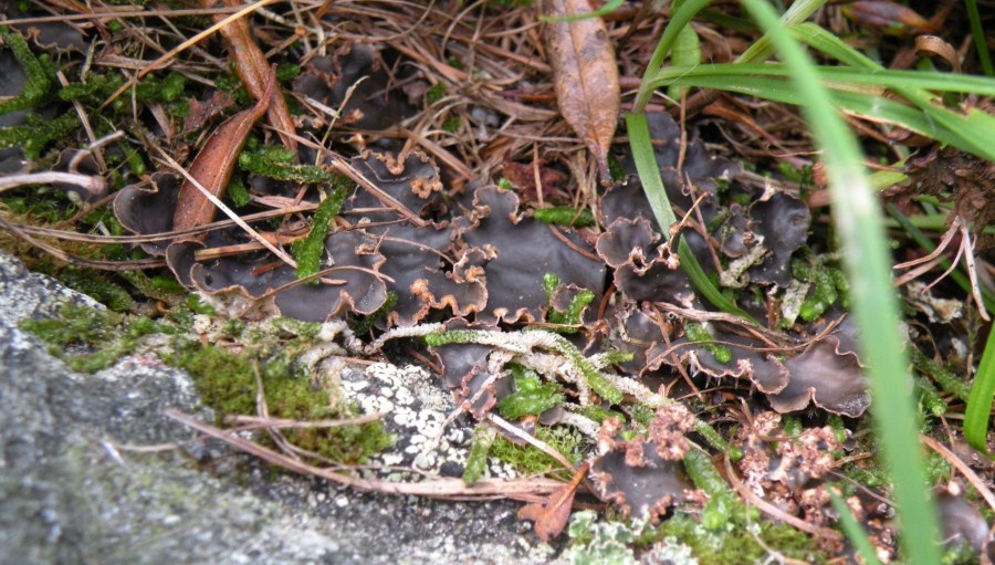 Peltigera valtellinese