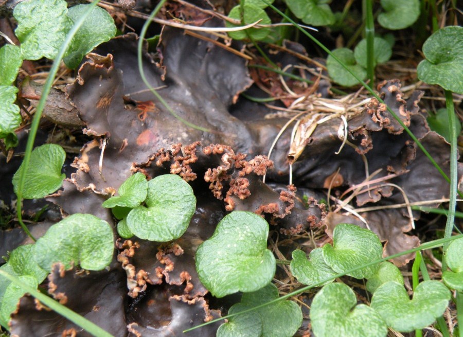 Peltigera valtellinese