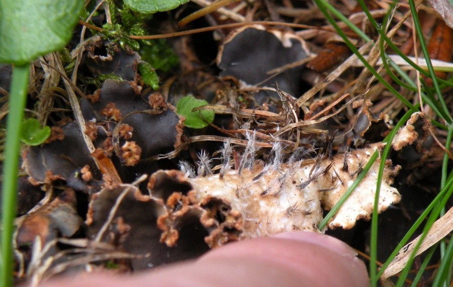 Peltigera valtellinese