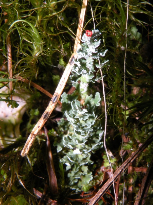 Cladonia bellidiflora (Ach.) Schaer.