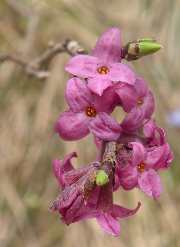 Daphne mezereum / Mezereo o Fior di stecco