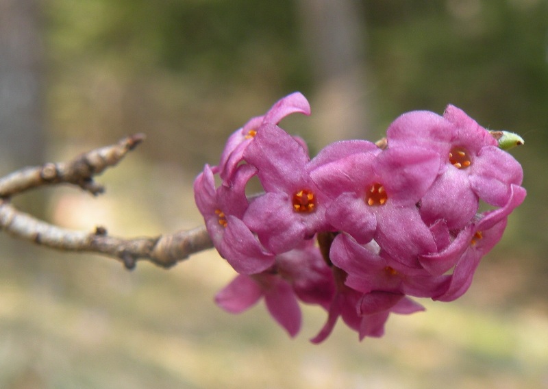 Daphne mezereum / Mezereo o Fior di stecco