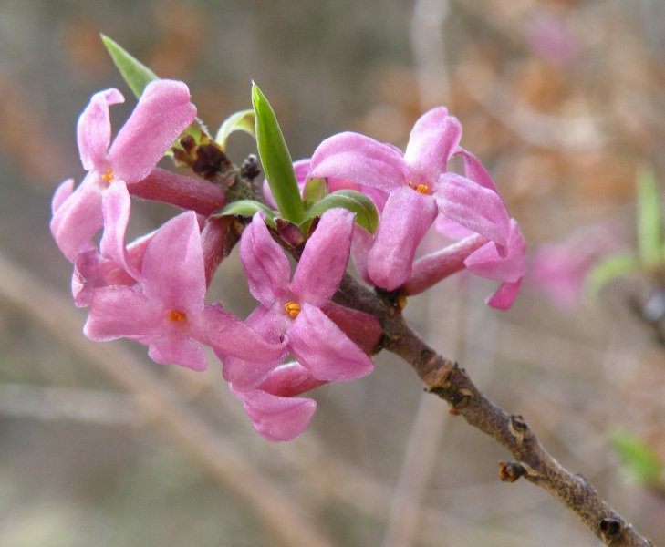 Daphne mezereum / Mezereo o Fior di stecco