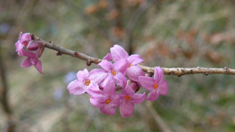 Daphne mezereum / Mezereo o Fior di stecco