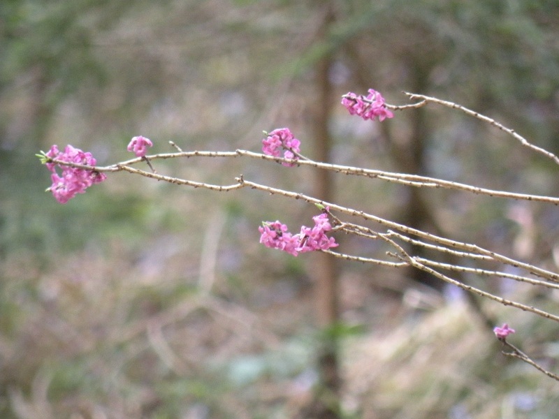 Daphne mezereum / Mezereo o Fior di stecco