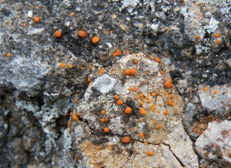 lichene o alga? - Protoblastenia rupestris