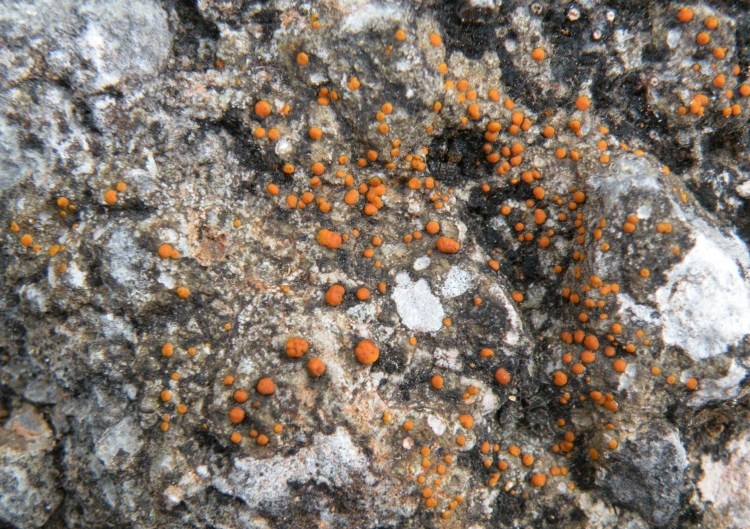 lichene o alga? - Protoblastenia rupestris