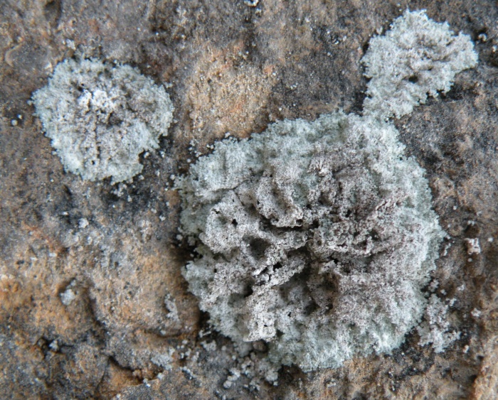 Lepraria sp.- ancora su roccia calcarea