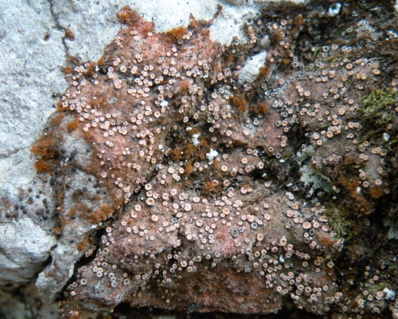 lichene crostoso - Gyalecta jenensis