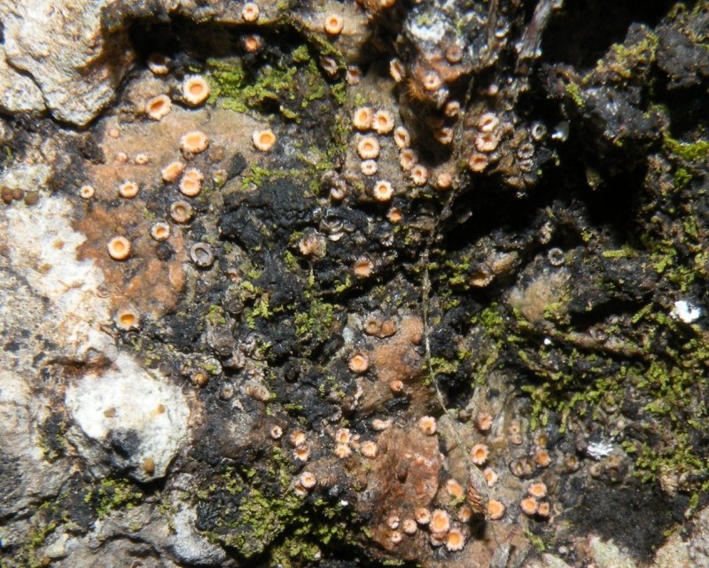 lichene crostoso - Gyalecta jenensis