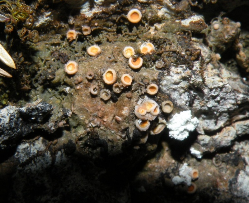 lichene crostoso - Gyalecta jenensis