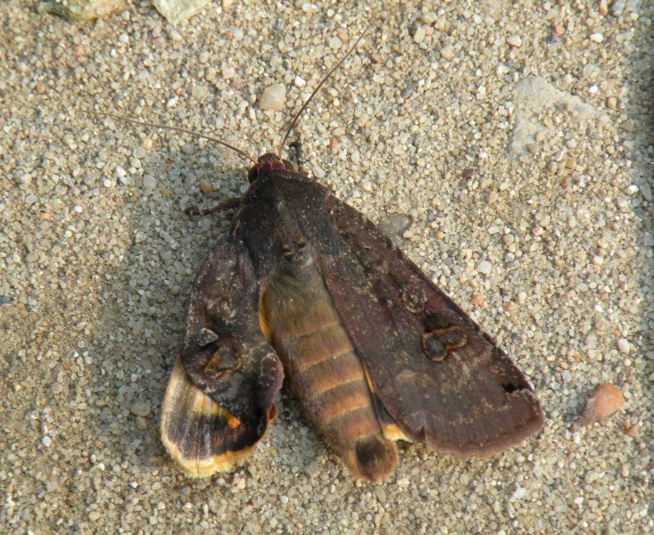 Falena da identificare - Noctua pronuba