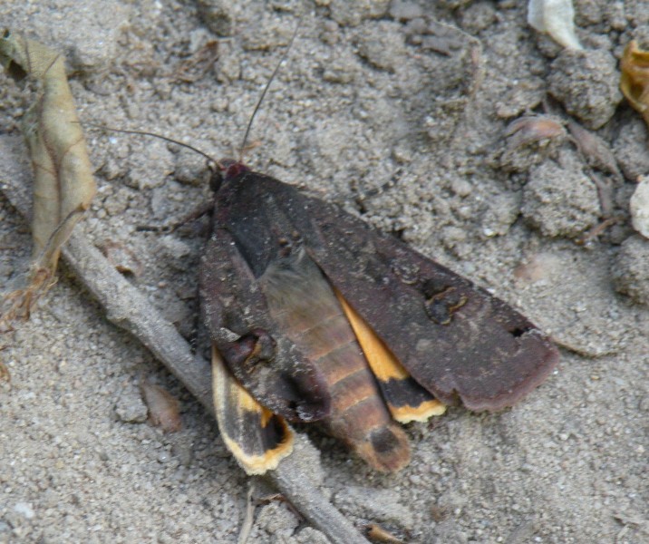 Falena da identificare - Noctua pronuba