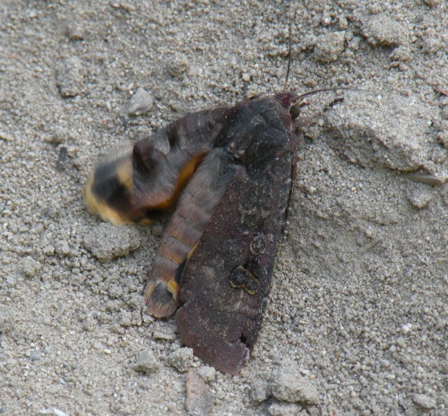 Falena da identificare - Noctua pronuba