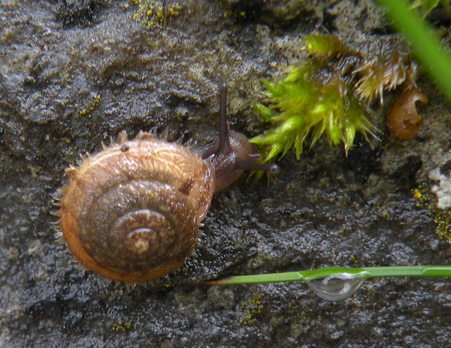 ancora da muretto scalvino II