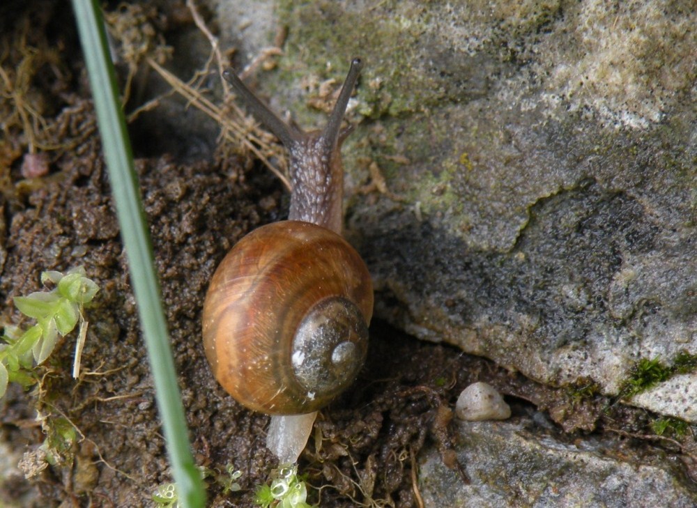 ancora da muretto scalvino III