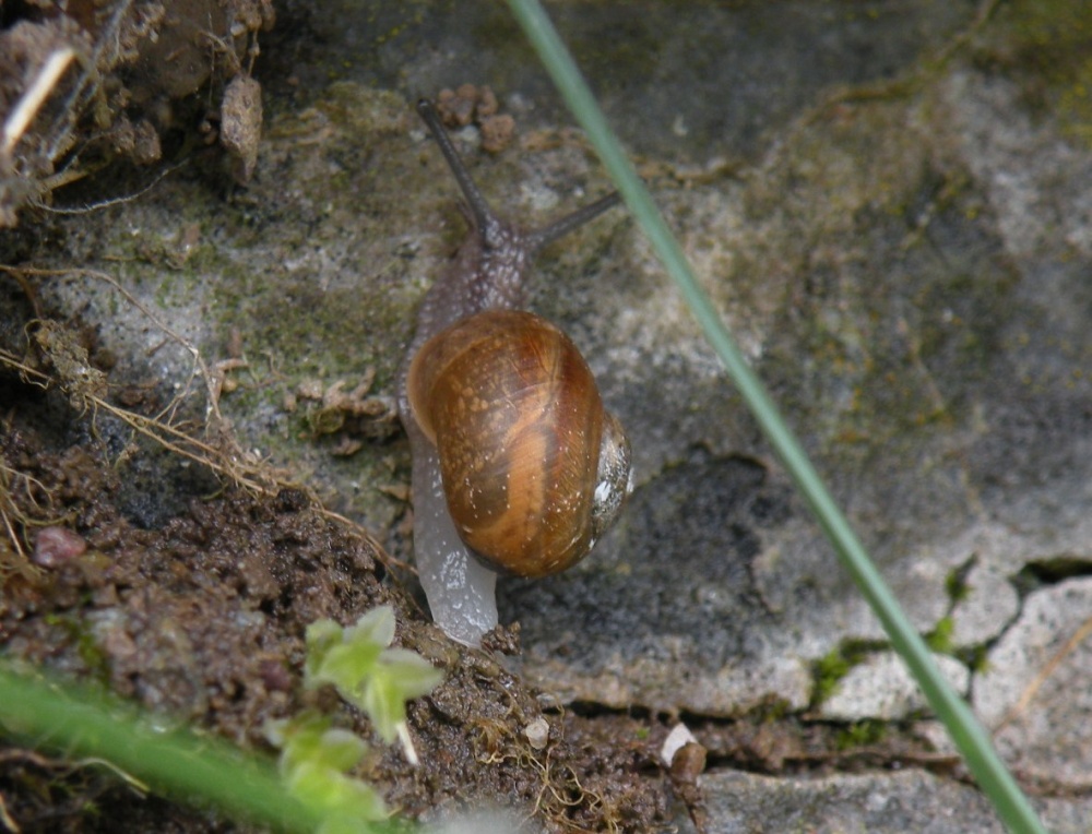 ancora da muretto scalvino III