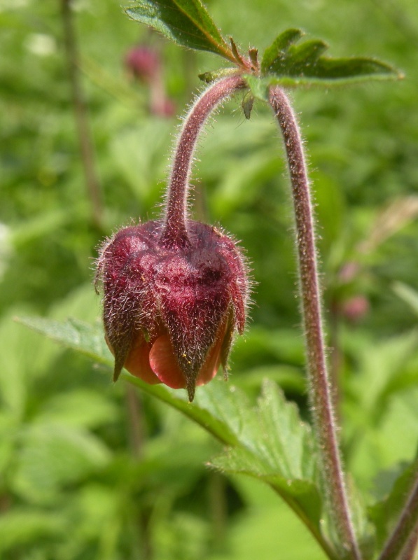 Geum rivale / Cariofillata dei rivi