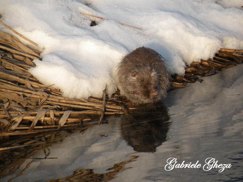 Nutria...infreddolita