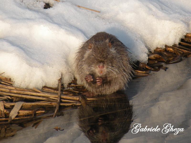 Nutria...infreddolita