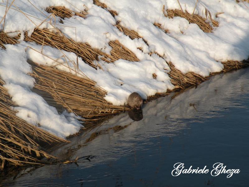 Nutria...infreddolita