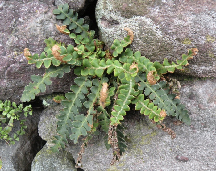 Asplenium trichomanes, ceterach e ruta-muraria