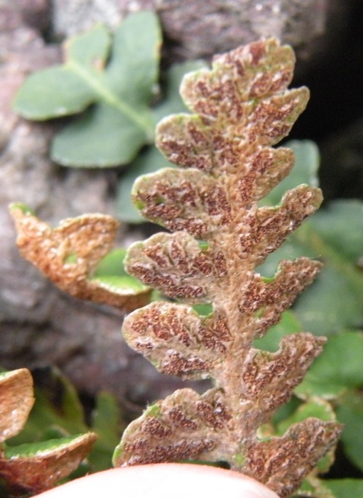 Asplenium trichomanes, ceterach e ruta-muraria