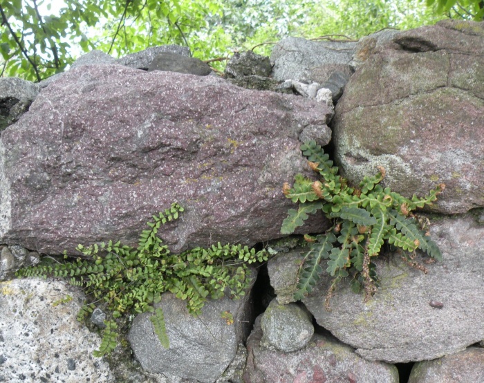 Asplenium trichomanes, ceterach e ruta-muraria