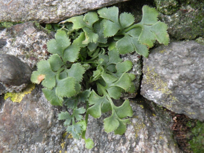 Asplenium trichomanes, ceterach e ruta-muraria