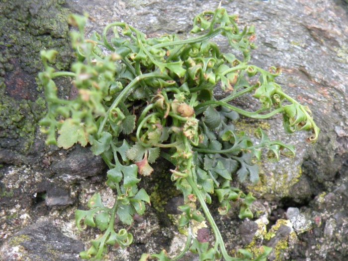 Asplenium trichomanes, ceterach e ruta-muraria