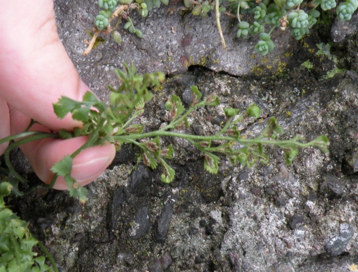 Asplenium trichomanes, ceterach e ruta-muraria