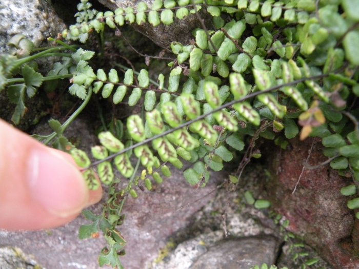 Asplenium trichomanes, ceterach e ruta-muraria