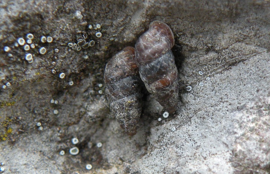 Chondrina multidentata dalla Val Camonica