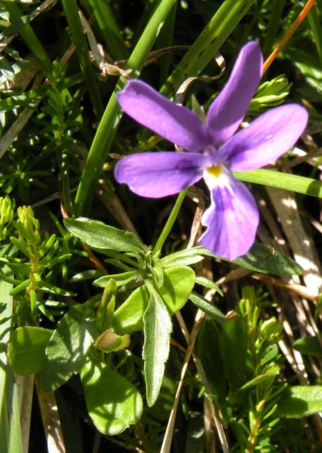 due Viole a quota 1900 - Viola dubyana