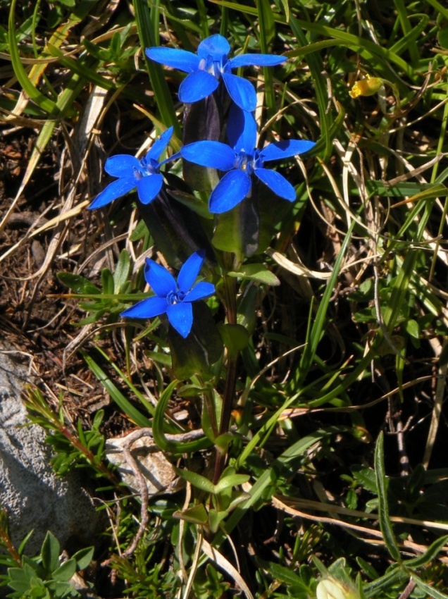 Gentiana utriculosa e Gentiana verna