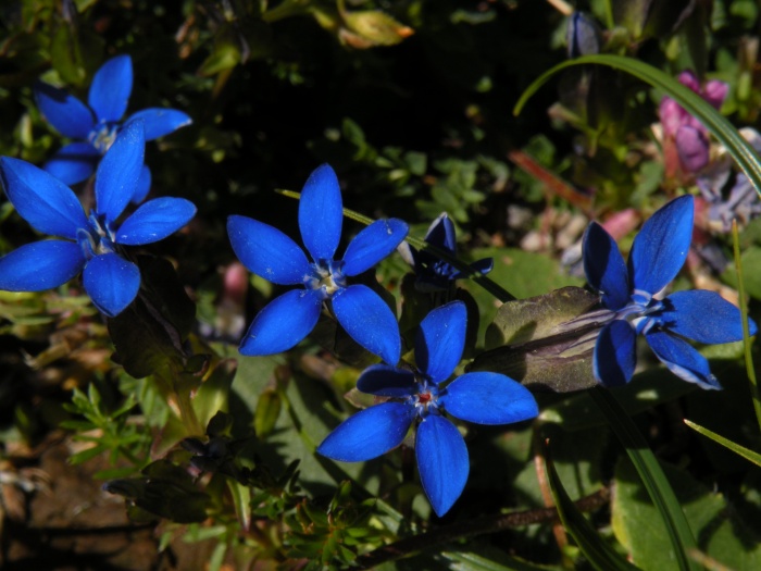 Gentiana utriculosa e Gentiana verna