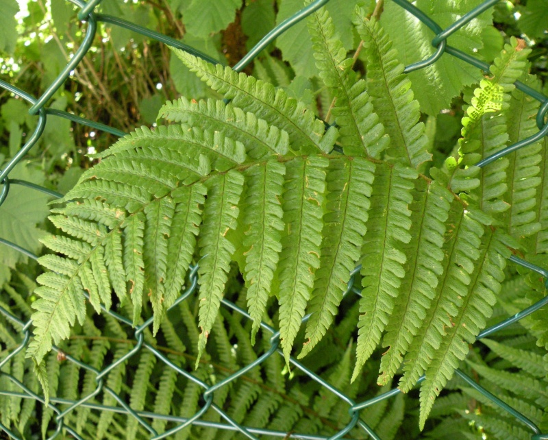 Dryopteris filix-mas / Felce maschio