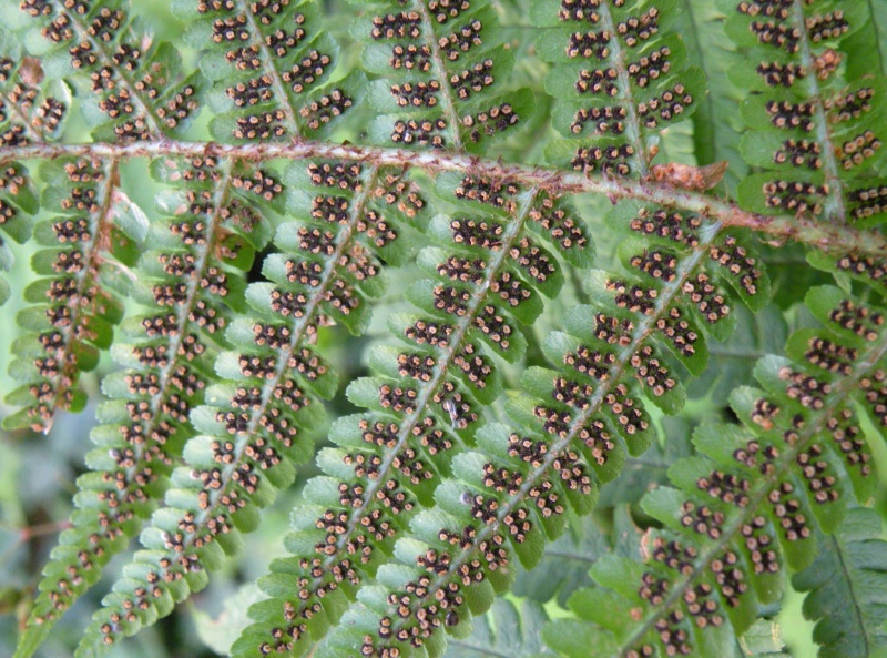 Dryopteris filix-mas / Felce maschio