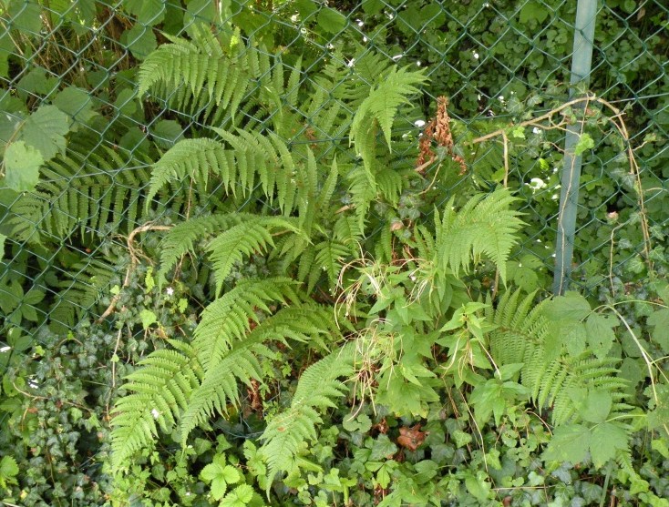 Dryopteris filix-mas / Felce maschio