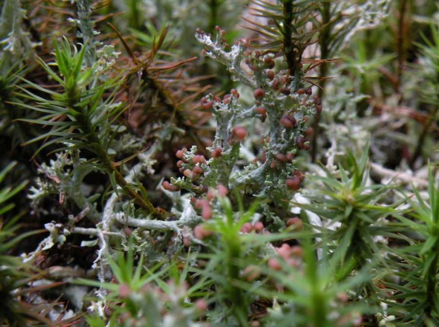 Cladonia furcata con apoteci