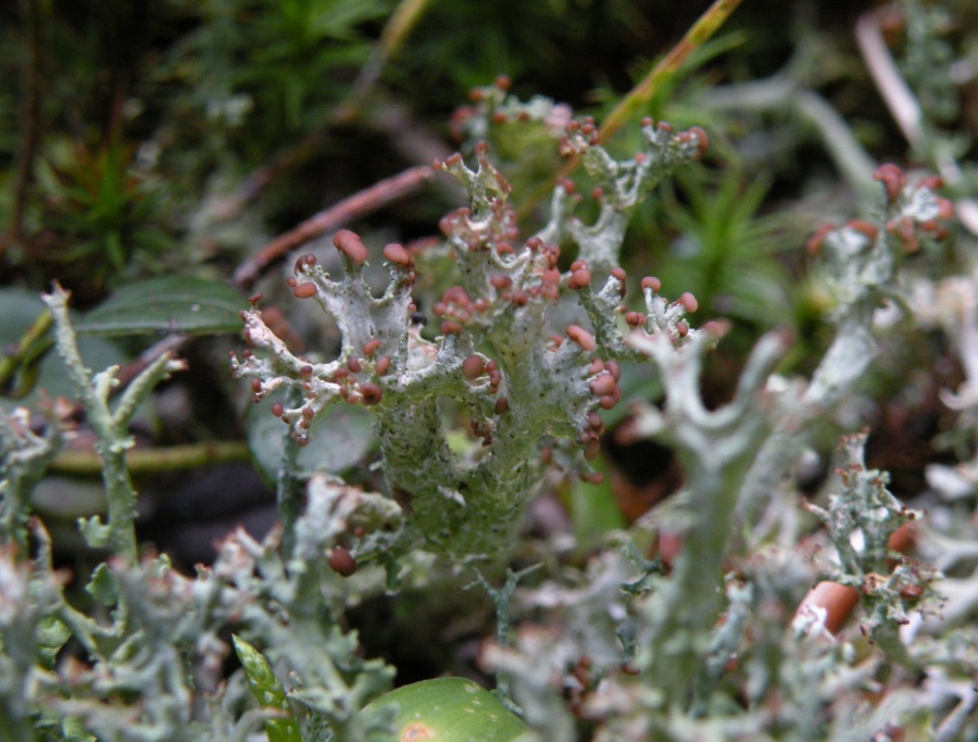 Cladonia furcata con apoteci