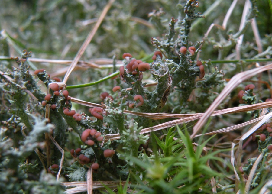 Cladonia furcata con apoteci